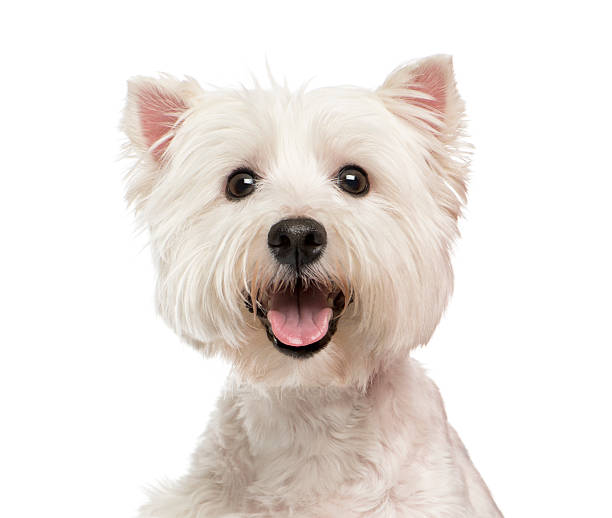 istock Close-up of a Maltese 482969054