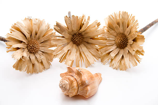Orange Common Knobby Spindle seashell isolated on white background