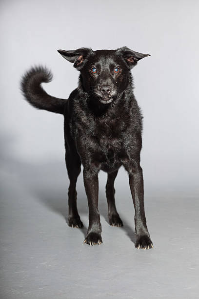 istock Mixed breed black dog. Studio shot against grey background. 482969755