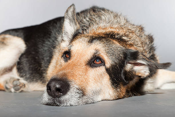 istock Cute old german shepherd dog. Studio shot against grey background. 482969819