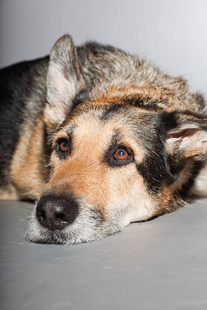 istock Cute old german shepherd dog. Studio shot against grey background. 482969839