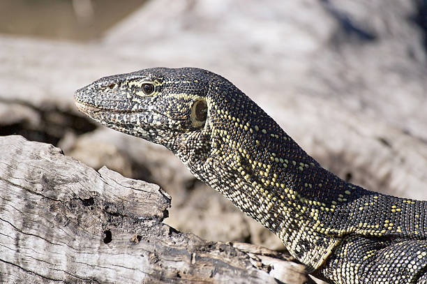 istock Nile monitor lizard (Varanus niloticus) 482970011