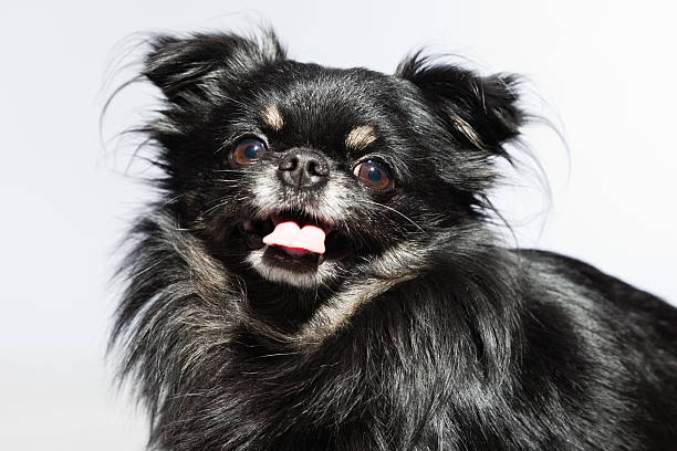 istock Black chihuahua dog against grey background. Studio shot. 482970341