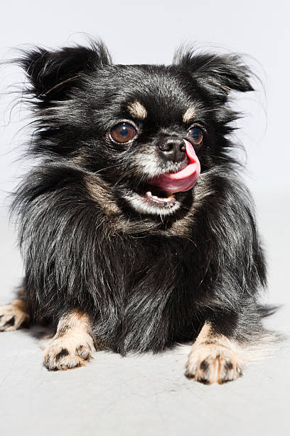 istock Black chihuahua dog against grey background. Studio shot. 482970365