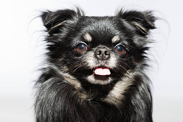 istock Black chihuahua dog against grey background. Studio shot. 482970391
