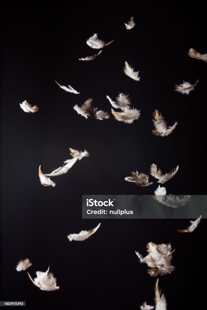 feathers - Foto de stock de Pluma de ave libre de derechos