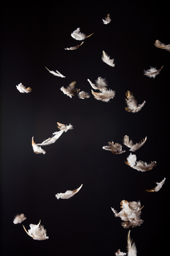white and brown feathers falling in front of a black background