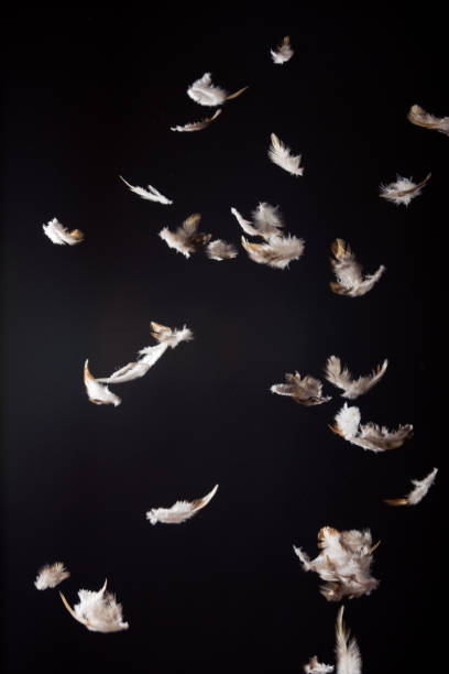 feathers white and brown feathers falling in front of a black background feathers falling stock pictures, royalty-free photos & images