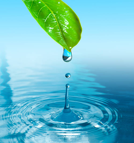 istock green leaf with water drop ans splash isolated o white 482970597