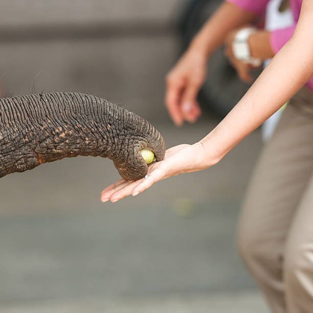 Elephant is feeded with fruit by human hand close up