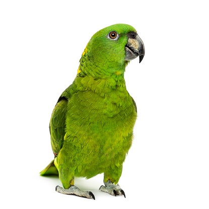 yellow-naped amazon, Amazona auropalliata, in front of a white background