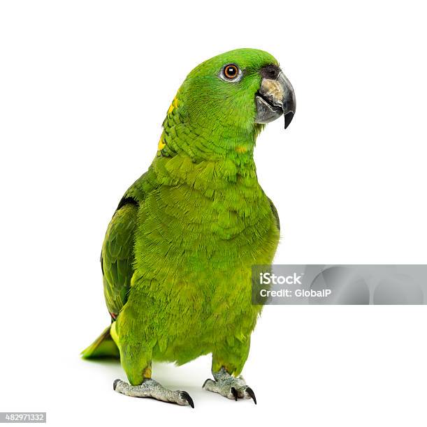 Yellownaped Amazon Amazona Auropalliata Stock Photo - Download Image Now - Parrot, White Background, Bird