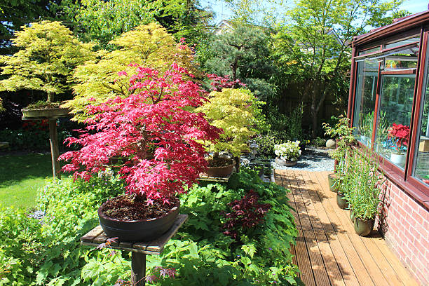 istock Image of Japanese maple bonsai trees on plinths, decking pathway 482971350