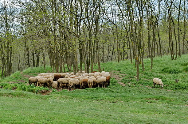Sheep grazing, Piedmont - Italy