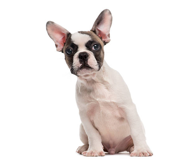 istock French Bulldog (3 months old) sitting 482974444