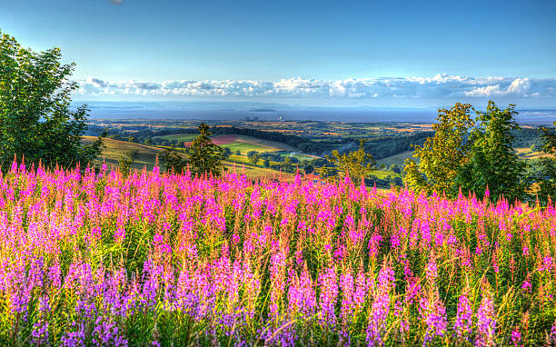 istock Pink flowers Quantock Hills Somerset towards Hinkley Point summer HDR 482974604