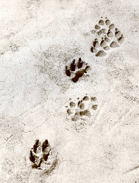 istock Paw prints in cement. Hi Res 482975324