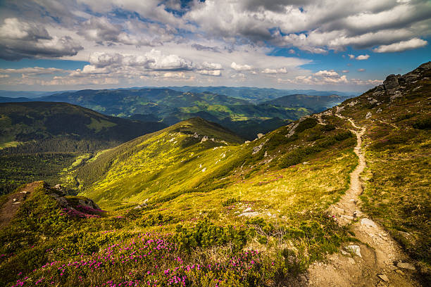 istock Magic pink rhododendron flowers in the mountains 482978706
