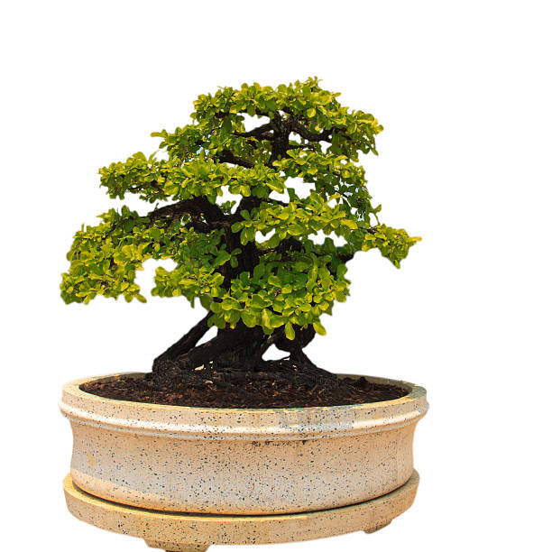 istock banyan or ficus bonsai tree 482978800