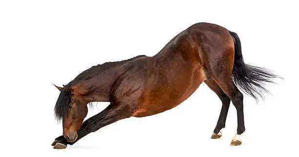 Andalusian horse bowing