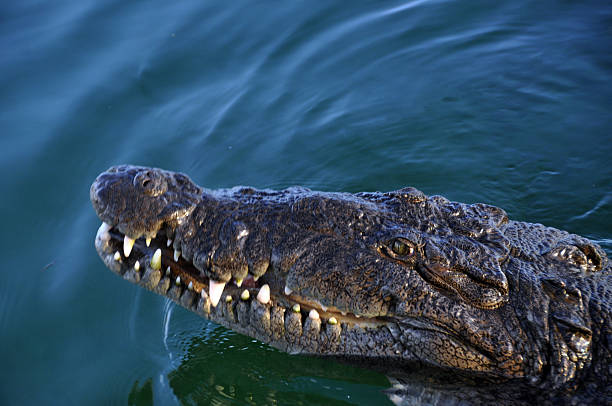 istock American Saltwater Crocodile 482979716