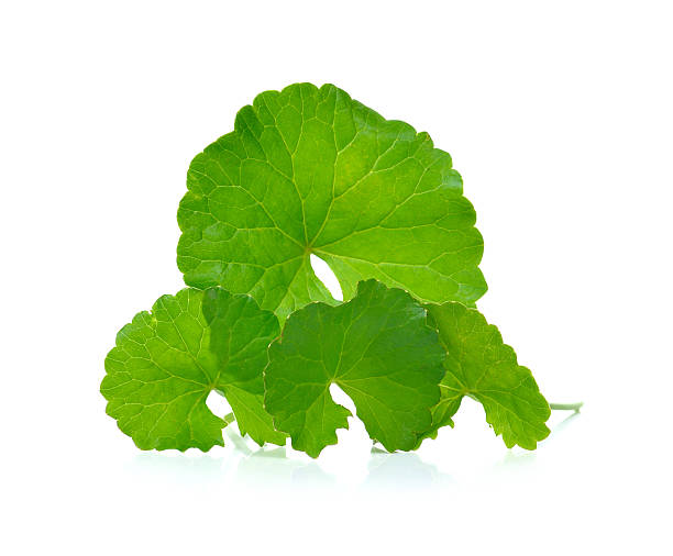 istock Centella asiatica, Asian Pennywort,(Centella asiatica (Linn.) 482981860