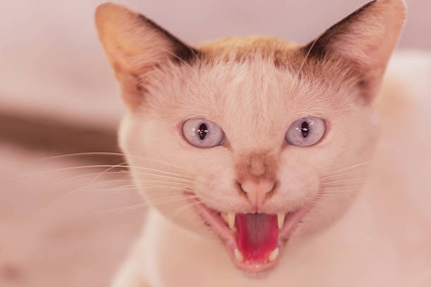 istock Eyes of siamese cat 482981888
