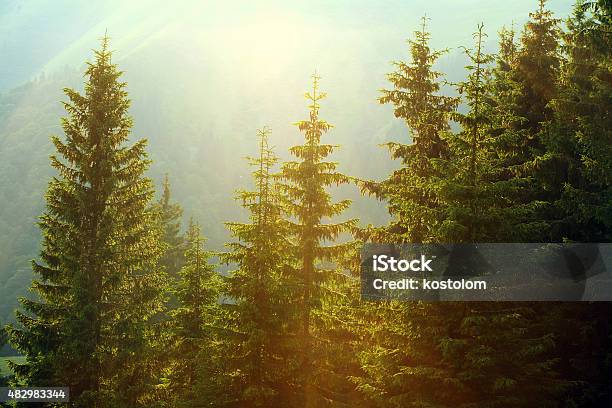 Sonnenlicht In Die Spruce Nebligen Wald Auf Hintergrund Der Berge Stockfoto und mehr Bilder von Kiefer