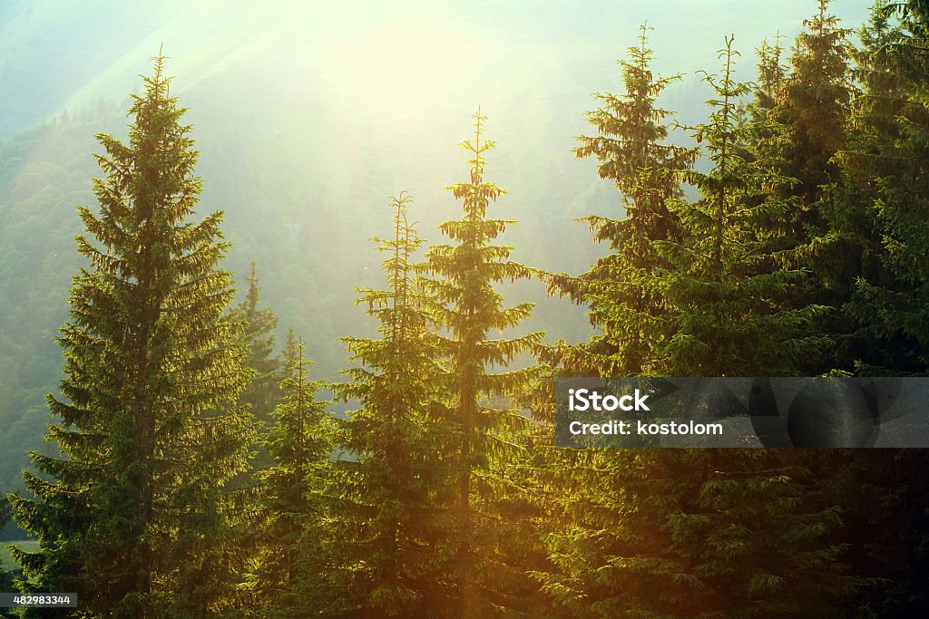 Lumière du soleil dans la forêt d'épinettes brouillard sur fond de montagnes - Photo de Pin libre de droits