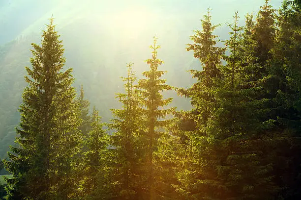 Photo of Sunlight in spruce foggy forest on background of mountains