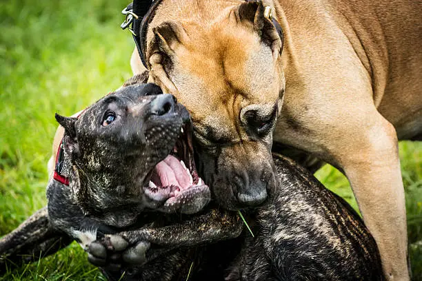 Close up of two aggressive dogs are fighting. One of them is pitbull and other is Canary dog. The photo shows the a moment when an ordinary game turns into a conflict and fight. Fortunately, the owners have separated them in a few seconds and the dogs were not injured. Both dog breeds are a well put-together dogs, strong, muscular, but agile and can be aggressive toward other dogs and suspicious of strangers.
