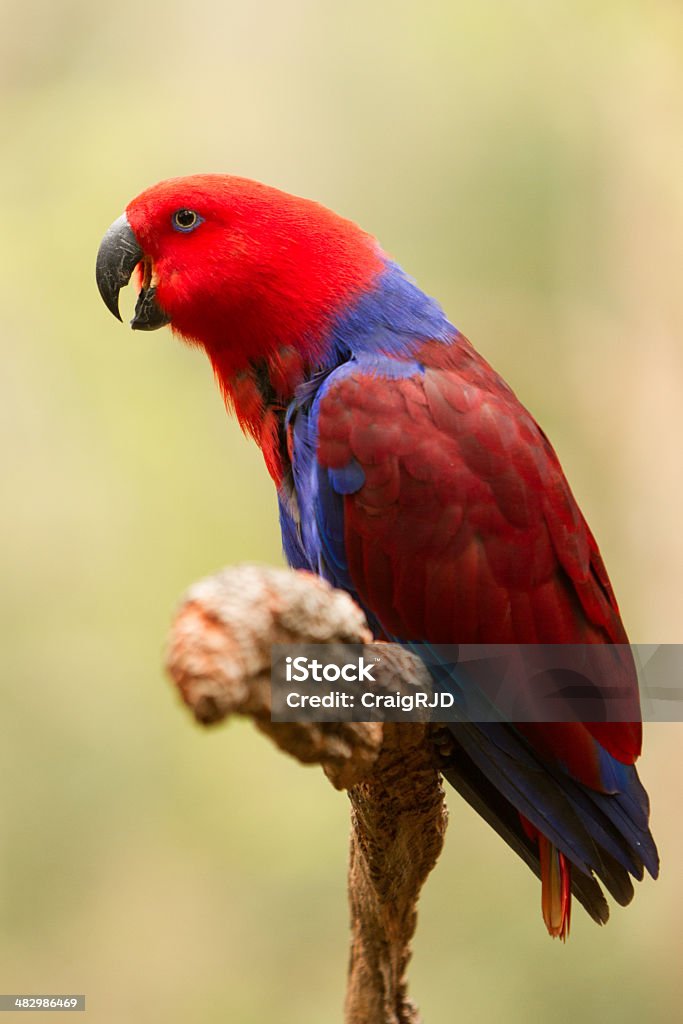 Eclectus Попугай - Стоковые фото Eclectus Попугай роялти-фри