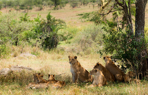 istock Pride of lions resting 482986562