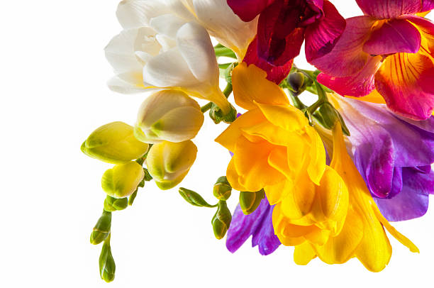 istock colourful hyacinth flowers 482986739
