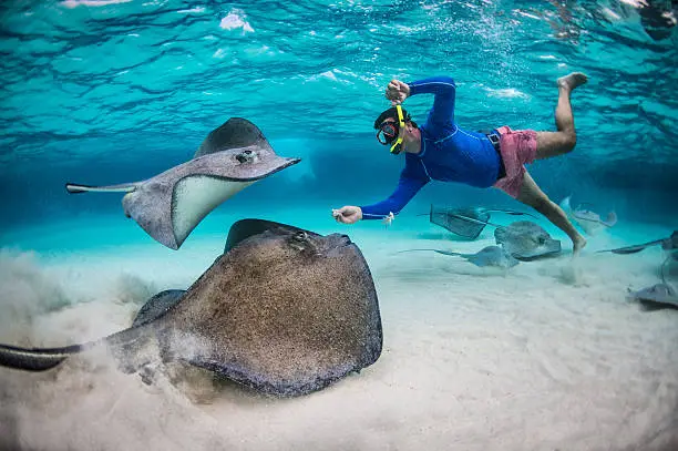 Snorkeler playing with stingray fishes under the sea.