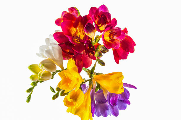 istock colourful hyacinth flowers 482986775