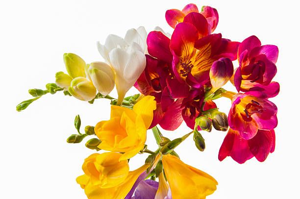 istock colourful hyacinth flowers 482986997