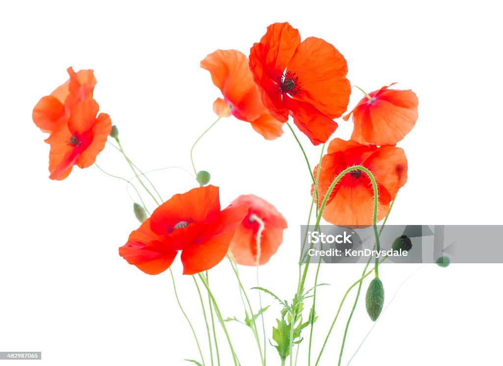 Corn Poppies con seme e germogli di capsule (Papaver Rhoeas) - Foto stock royalty-free di Papavero - Pianta