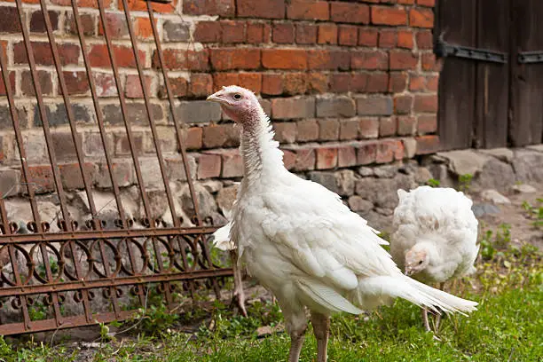 Turkey Hens on a farm