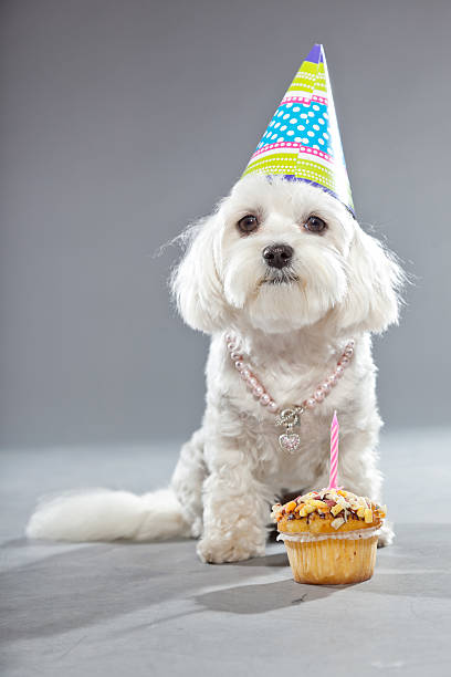 istock Funny malteser birthday dog with cake and hat. Studio shot. 482987147