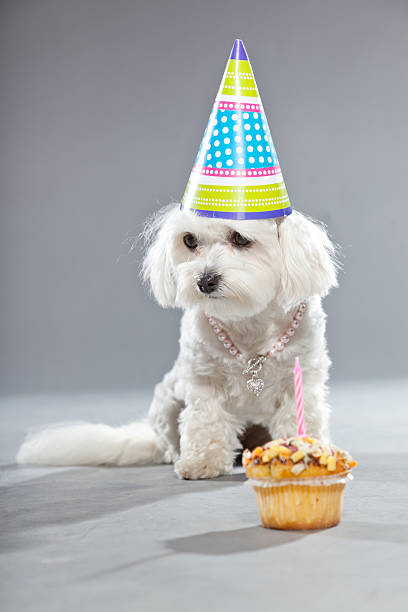 istock Funny malteser birthday dog with cake and hat. Studio shot. 482987165