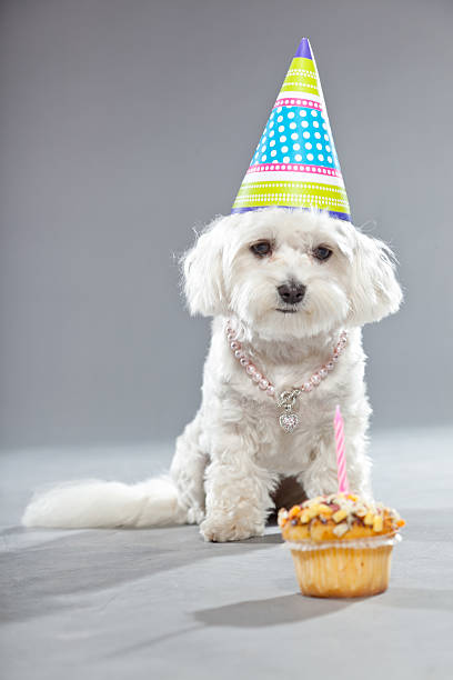 istock Funny malteser birthday dog with cake and hat. Studio shot. 482987179