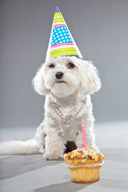 istock Funny malteser birthday dog with cake and hat. Studio shot. 482987195