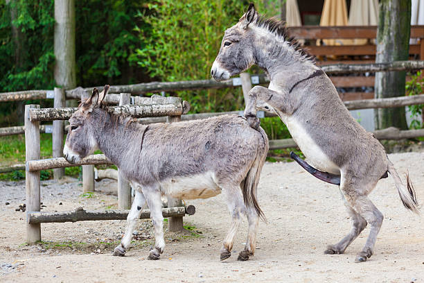 Two donkeys Two donkeys animal penis stock pictures, royalty-free photos & images