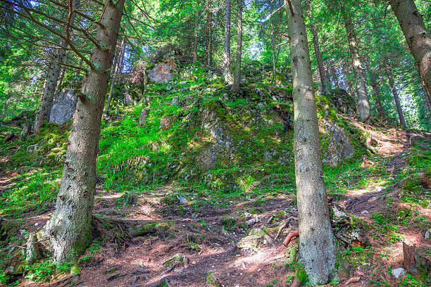 istock Landscape in Rarau Mountains 482988770
