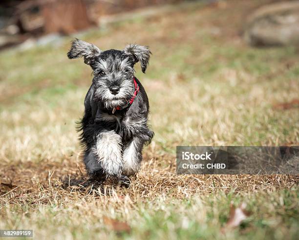 축소회로 슈나우저 강아지-어린 동물에 대한 스톡 사진 및 기타 이미지 - 강아지-어린 동물, 개, 달리기