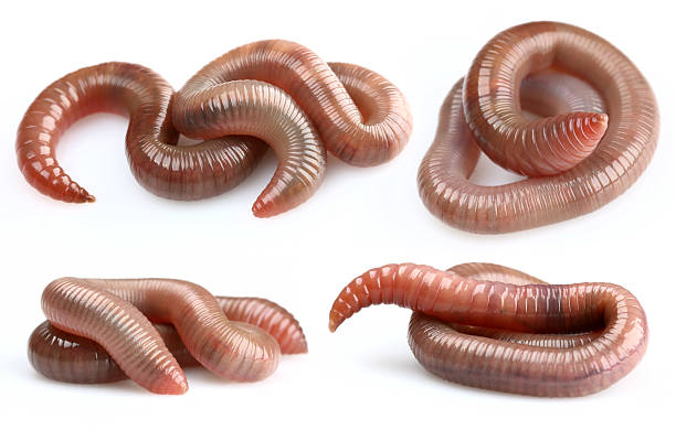 earthworms - bruco foto e immagini stock