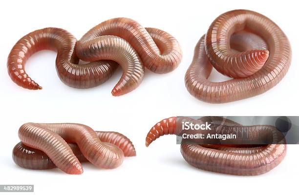 Earthworms - 蠕虫のストックフォトや画像を多数ご用意 - 蠕虫, ミミズ, カットアウト