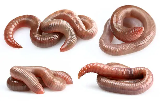 Photo of Earthworms