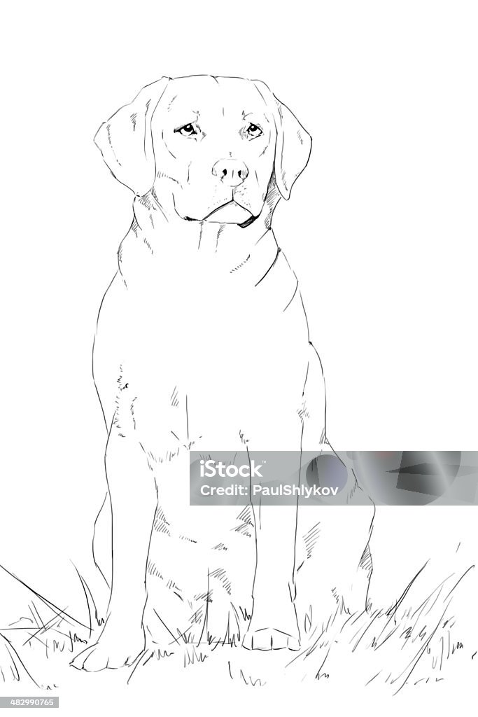 Young labrador dog sitting, pencil drawing Young labrador dog sitting, pencil drawing, monochrome Animal Stock Photo